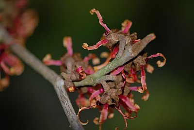 Hamamelis x intermedia - vilín prostřední - detail květenství -chudé hlávkovité 